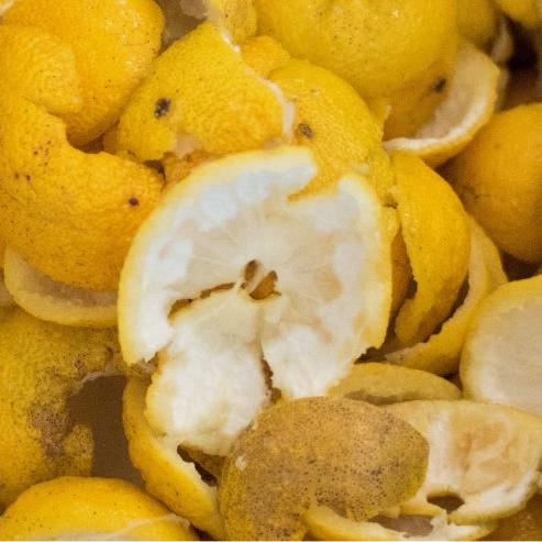 WILD YUZU ゆずモイスチャークリーム(50g)