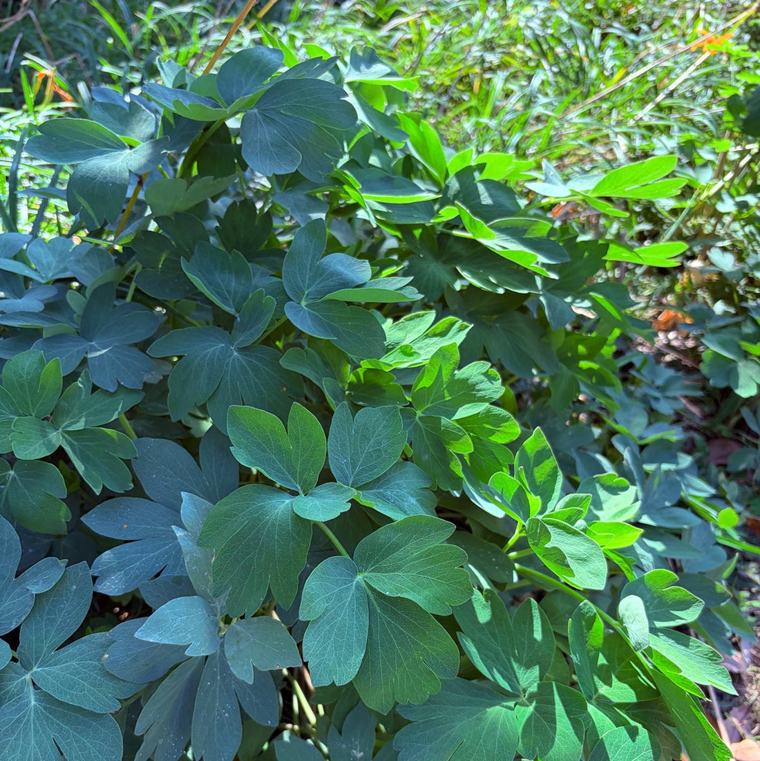 年末年始のご注文について